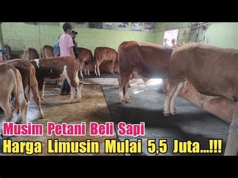 Limusin Harga 5 5 Juta Review Harga Terbaru Musim Petani Beli Sapi