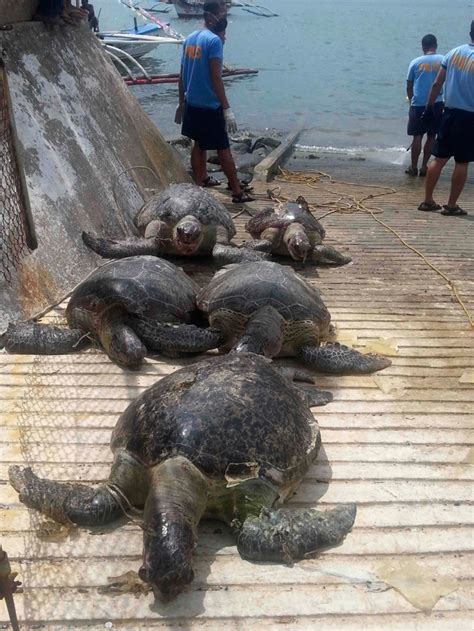 Shocking Photos Of Hundreds Of Dead Sea Turtles From Seized Chinese