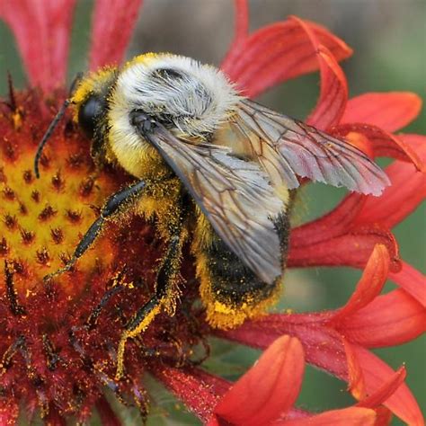 Brown Belted Bumble Bee Bombus Griseocollis Bugguidenet