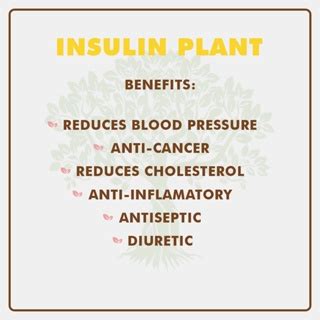 Naturethics Insulin Plant 100 Capsules All Natural Food Supplements