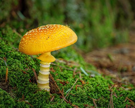 Amanita Flavoconia 1 Small Change Flora Critiques Nature