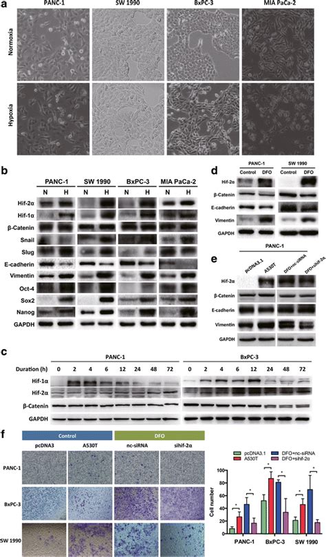 Hif Mediated Hypoxia Induced Emt In Pancreatic Cancer A Morphology