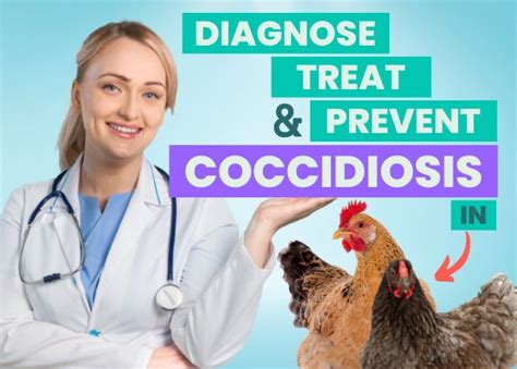 Coccidiosis In Chickens 💉prevention Diagnosis And Treatment Made Ea Chickenexperts