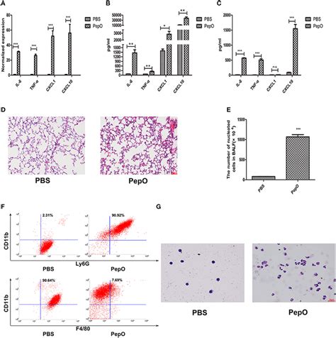 Pepo Elicits Strong Innate Immune Response In Lungs Of C57bl6 Wt Mice