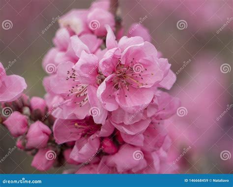 Branch Of Pink Blooming Dwarf Nectarine Prunus Nucipersica Spring