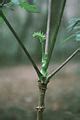 Category Aralia Spinosa Wikimedia Commons