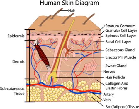 Skin Quiz Flashcards Quizlet