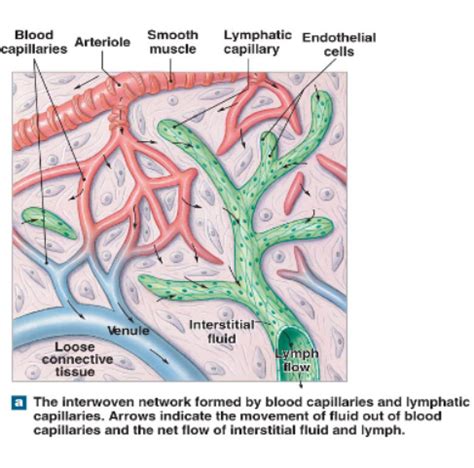 A P Ii Chapter Lymphatic System Flashcards Quizlet