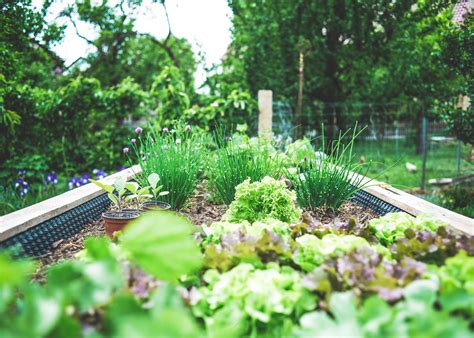 Les Bonnes Associations De Plantes Dans Le Potager