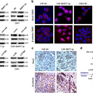 EBV MiR BART7 3p Enhances The Expression And Nuclear Accumulation Of