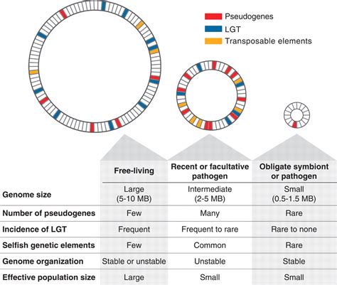 The Nature And Dynamics Of Bacterial Genomes Science