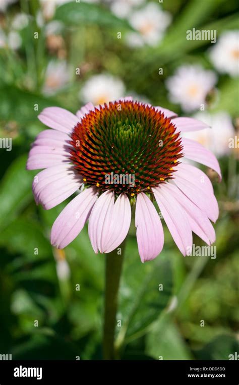 Echinacea Purpurea Hybrids Coneflower Stock Photo Alamy