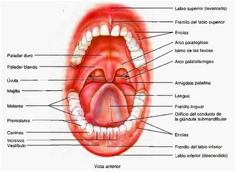 Imagenes De La Cavidad Oral Y Sus Partes Imagui