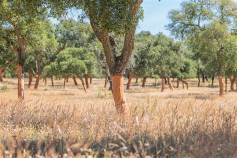 The cork harvesting process — Lafitte