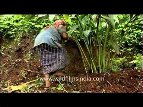 Cardamom Cultivation Kerala Video Dailymotion