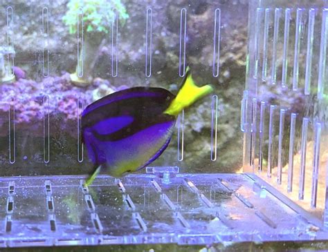 Fish Yellow Belly Hippo Tang