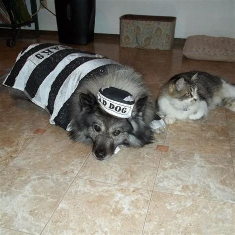 Prison Dog Halloween Costume | BaxterBoo