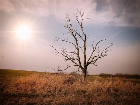 Premium Photo Bare Tree On Field Against Sky