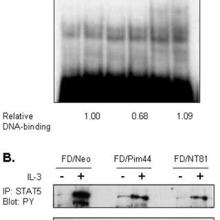 Pim 1 Reduces DNA Binding And Tyrosine Phosphorylation Of STAT5