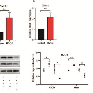 Nonhsat Positively Regulates Notch Signaling A B