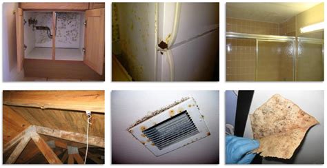 how to find mold in your home