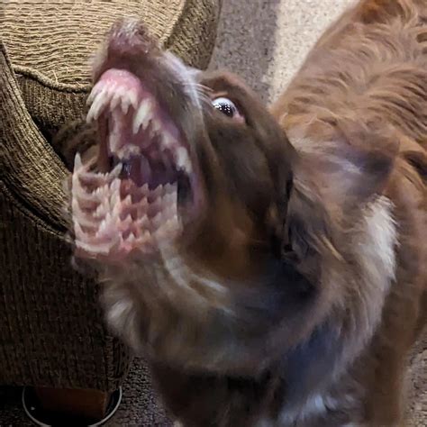 Dog of jaws, manipulator of jaws : r/Bossfight