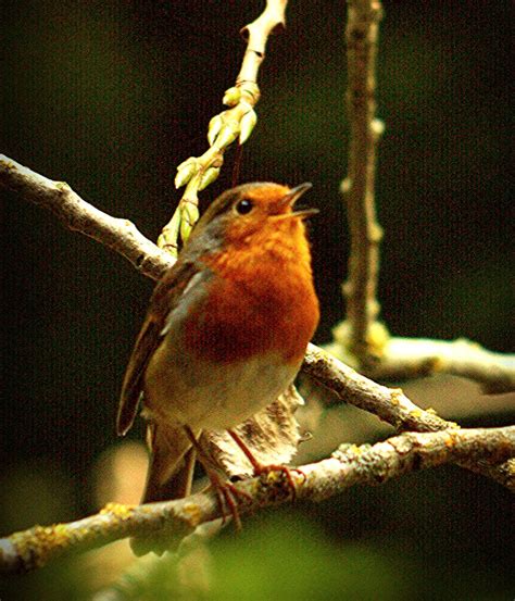 Singing Robin Welsh Harlequin Flickr