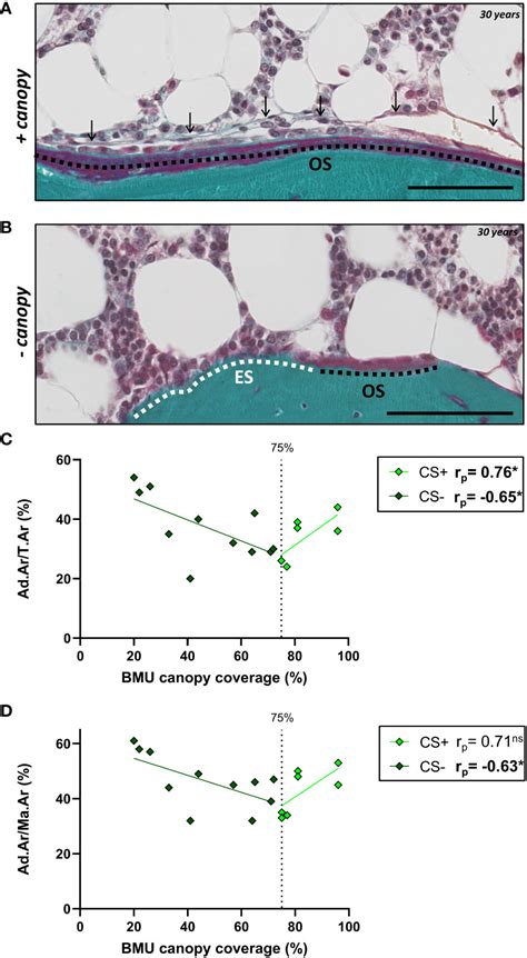 Frontiers Disturbed Bone Marrow Adiposity In Patients With Cushings