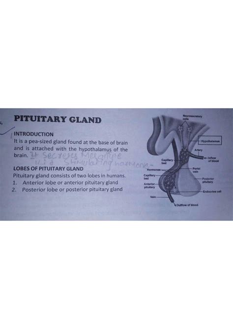 SOLUTION: Pituitary gland thyroid gland - Studypool