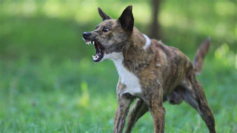 Ghaziabad 14 Year Old Dies Of Rabies Month After Dog Bite Know