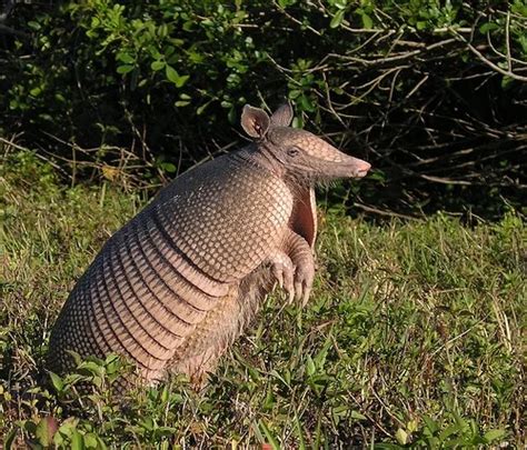 Pásovec velký Priodontes maximus ChovZvířat cz