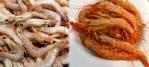 Diferencia Entre Gambas Y Langostinos Encuentra La Diferencia