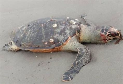 Mengenaskan Penyu Ini Mati Setelah Makan Plastik Yang Disangka Ubur