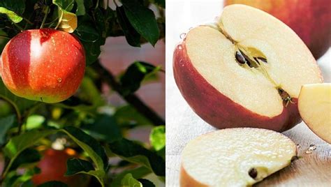 How To Grow Apple Seeds At Home For Germination