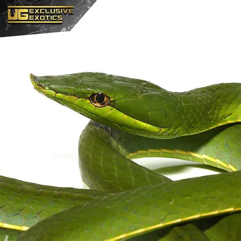 Giant Green Vine Snakes For Sale - Underground Reptiles