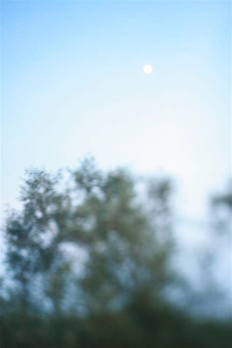 Free Images Tree Nature Grass Branch Cloud Sky Meadow Sunlight