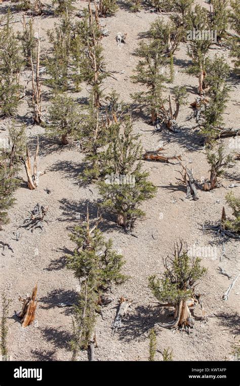 Birds Eye View Tree