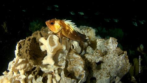 Glass Sponge Reefs Canadian Parks And Wilderness Society Bc