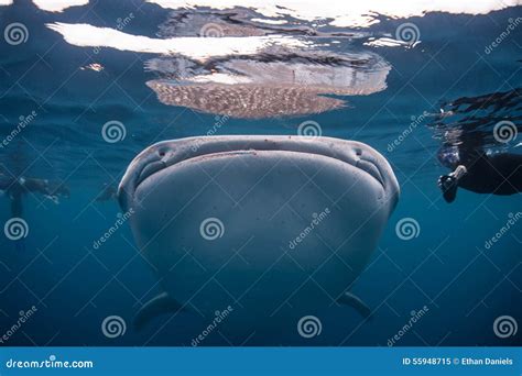 Whale Shark Mouth stock image. Image of indonesia, migrate - 55948715