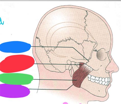 Muscles Of Mastication And TMJ Flashcards Quizlet