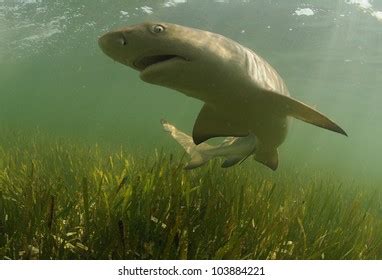 Lemon Shark Natural Habitat Ocean Stock Photo (Edit Now) 126894617