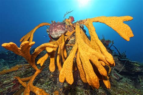 Bildergalerie Cuba Nautilus Tauchreisen