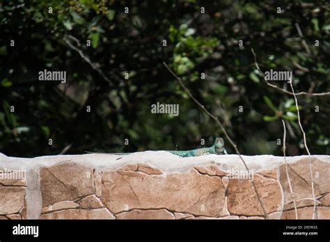 Blue Whiptail Lizard Hi Res Stock Photography And Images Alamy