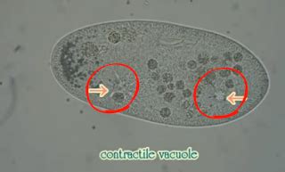 Contractile Vacuole Function - Nehan Saputra