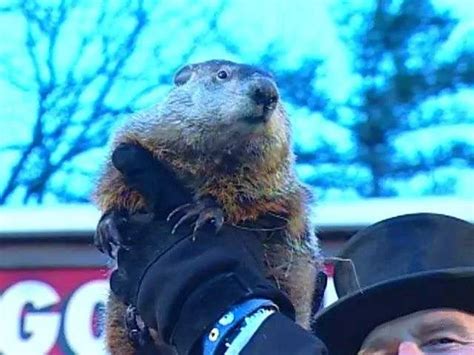 Punxsutawney Phil To Make Groundhog Day Prediction 98 Rock Online