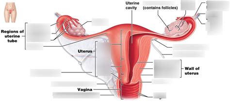 anatomy of uterus Diagram | Quizlet