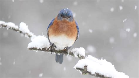 Are Birds Cold-Blooded or Warm-Blooded? - A-Z Animals