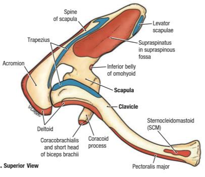 Axio Appendicular Muscles Origin Instertion Flashcards Quizlet