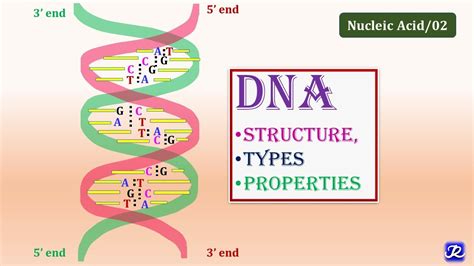 2 DNA Structure Types Properties Molecular Biology Biochemistry