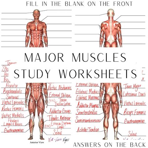 Muscular System, Major Muscles, Anatomy & Physiology, Study Worksheets ...